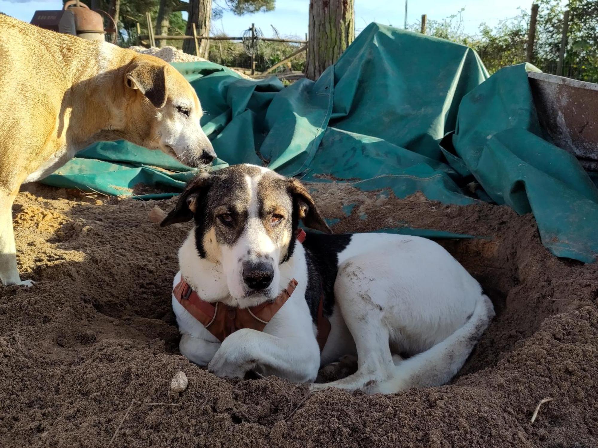 Cosy Nest In Animal Rescue Monte Dos Vagabundos Hotel Sao Teotonio Ngoại thất bức ảnh